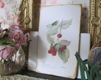 Raspberry Botanical Sign/Print for Dollhouse Miniature 1:12th scale