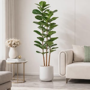 May include: A tall, healthy fiddle-leaf fig tree in a white cylindrical pot. The plant has large, vibrant green leaves and brown stems. The pot is filled with white pebbles. The tree is placed in a bright, modern living room setting.