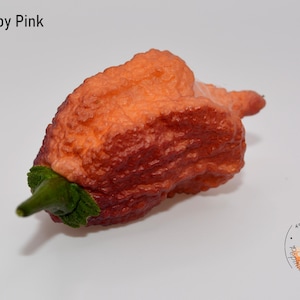 Peut inclure: Un piment Crazy Boy Pink unique, à la surface texturée et bosselée. Le piment passe d'un rouge profond à la base à un orange vif au sommet. La tige est verte. Le texte "Crazy Boy Pink" est visible.