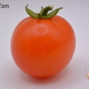Może przedstawiać: Pojedynczy, dojrzały pomidor Micro Tom, prezentujący żywy czerwony odcień. Pomidor jest okrągły z zieloną łodygą i znajduje się na gładkim, białym tle. Obraz zawiera również logo w prawym dolnym rogu.