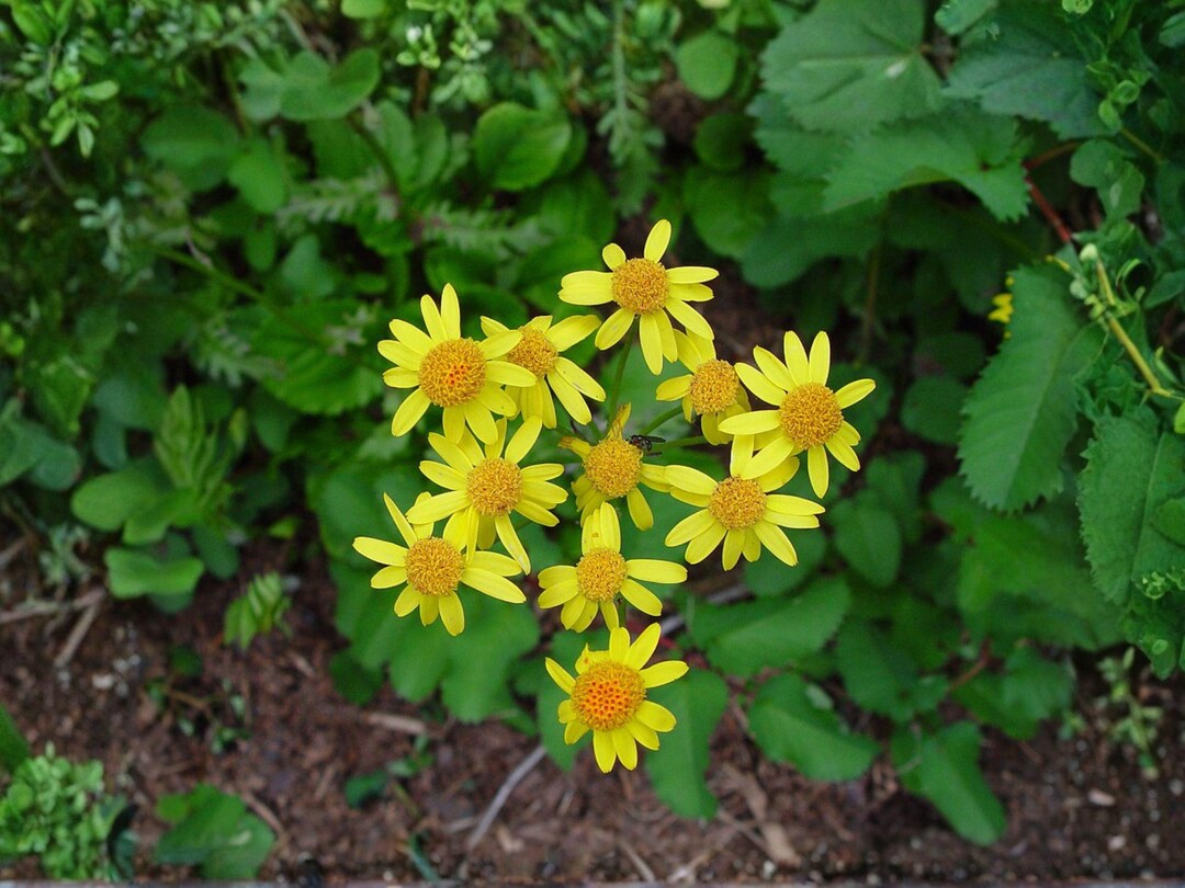 Packera Aurea Golden Ragwort Seeds – 100 Native Perennial Wildflower ...