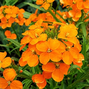 May include: Close-up of vibrant orange flowers with four petals, clustered together, set against a backdrop of green foliage. The flowers have a bright, sunny hue, and the image is well-lit, showcasing the details of the petals.