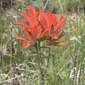 May include: Close-up of vibrant orange and red wildflowers, likely Indian Paintbrush, with green stems and leaves. The flowers are in full bloom, set against a backdrop of green grass and other wildflowers.
