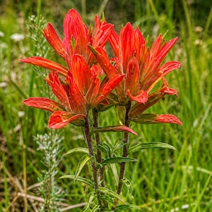 May include: Close-up of vibrant red Indian paintbrush wildflowers with green stems and leaves. The flowers are in full bloom, set against a backdrop of lush green grass and other wildflowers. A beautiful display of nature.