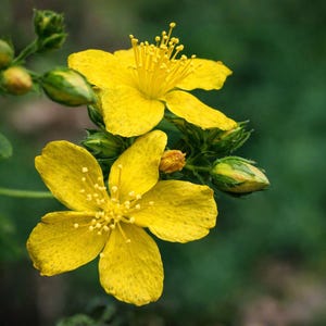May include: Close-up of vibrant yellow flowers with prominent stamens and delicate petals. The flowers are in full bloom, surrounded by green buds and foliage, set against a blurred green background. A botanical image.