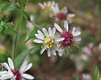 Symphyotrichum lateriflorum Calico Aster Seeds – 100 Native Perennial Wildflower Seeds