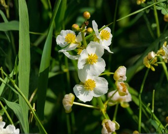 thumbnail image 2 of Sagittaria Rigida Sessilefruit Arrowhead – Bare Root Native Water Plant For Ponds & Water Gardens 2 of 6