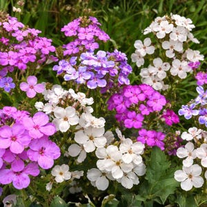 May include: A vibrant display of garden phlox flowers in full bloom. The image showcases clusters of pink, purple, and white blossoms, set against a backdrop of green foliage. The flowers have five petals and are in various stages of bloom.
