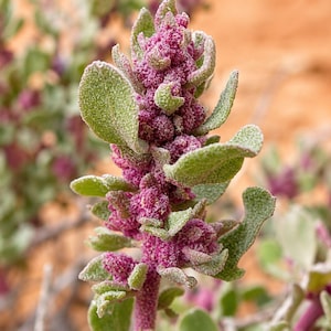 May include: A desert plant featuring a central stalk with vibrant magenta, textured flower clusters surrounded by thick, pale green, fuzzy leaves. The plant exhibits a dense, granular appearance on the stems and blooms, with a dusty, matte finish.