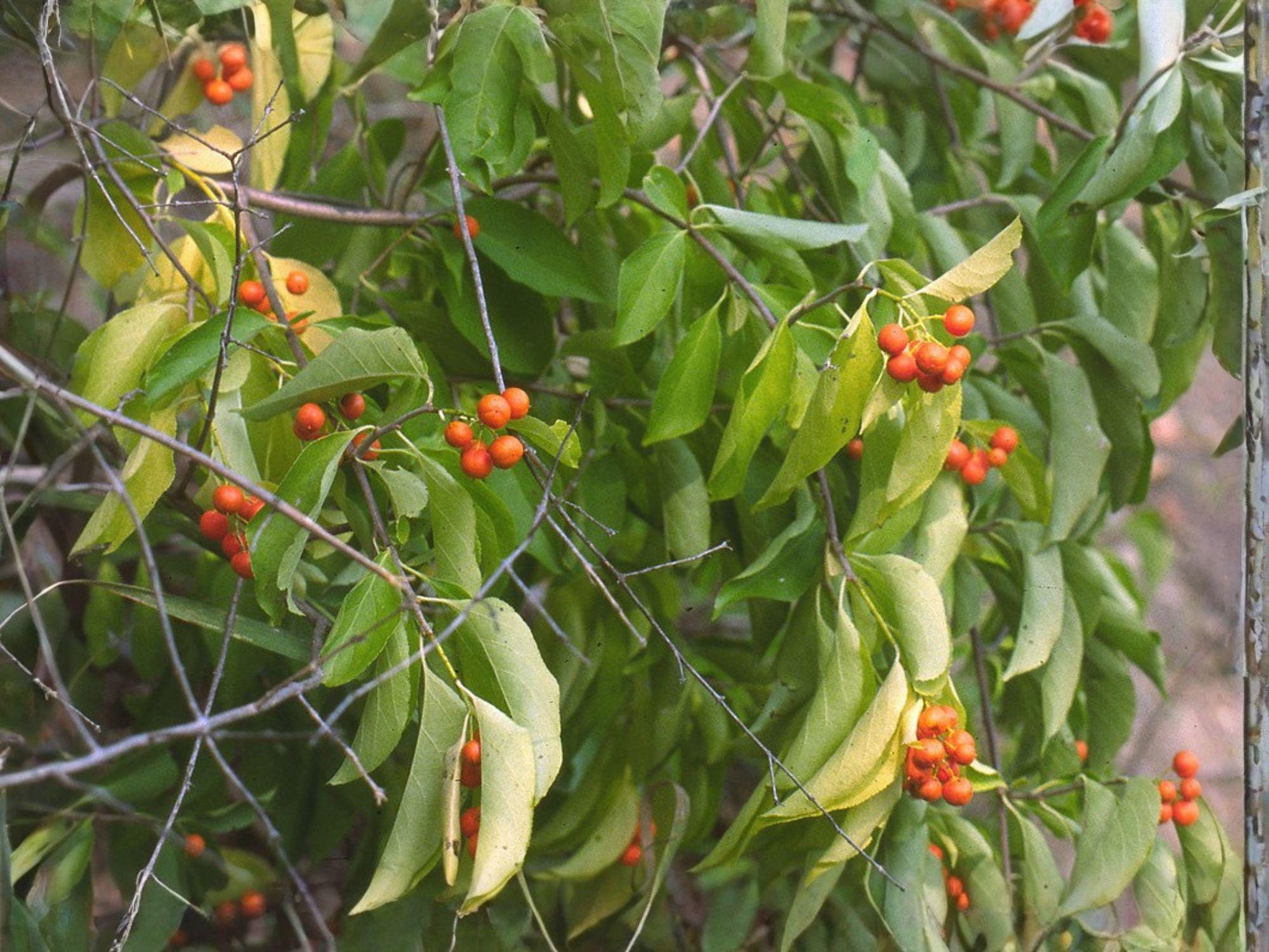 Celastrus Scandens American Bittersweet Seeds – 30 Native Perennial ...