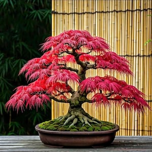 May include: A vibrant red Japanese maple bonsai tree. The tree features delicate, deeply lobed leaves and a gnarled trunk. It is planted in a brown ceramic pot, with moss covering the soil. The background includes a bamboo screen and lush green foliage.