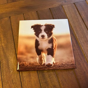 May include: Square ceramic tile featuring a Border Collie puppy. The puppy has black and white fur and is walking towards the viewer. The background is a blurred, warm-toned landscape, suggesting a sunset or sunrise.