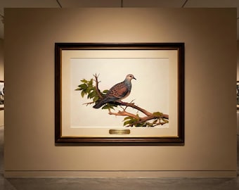 Vintage Spotted Dove Image - 13 MB jpeg file - Printable