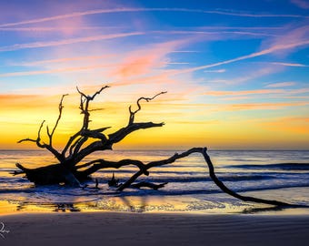 Driftwood Beach Metal Print Right Before Sunrise