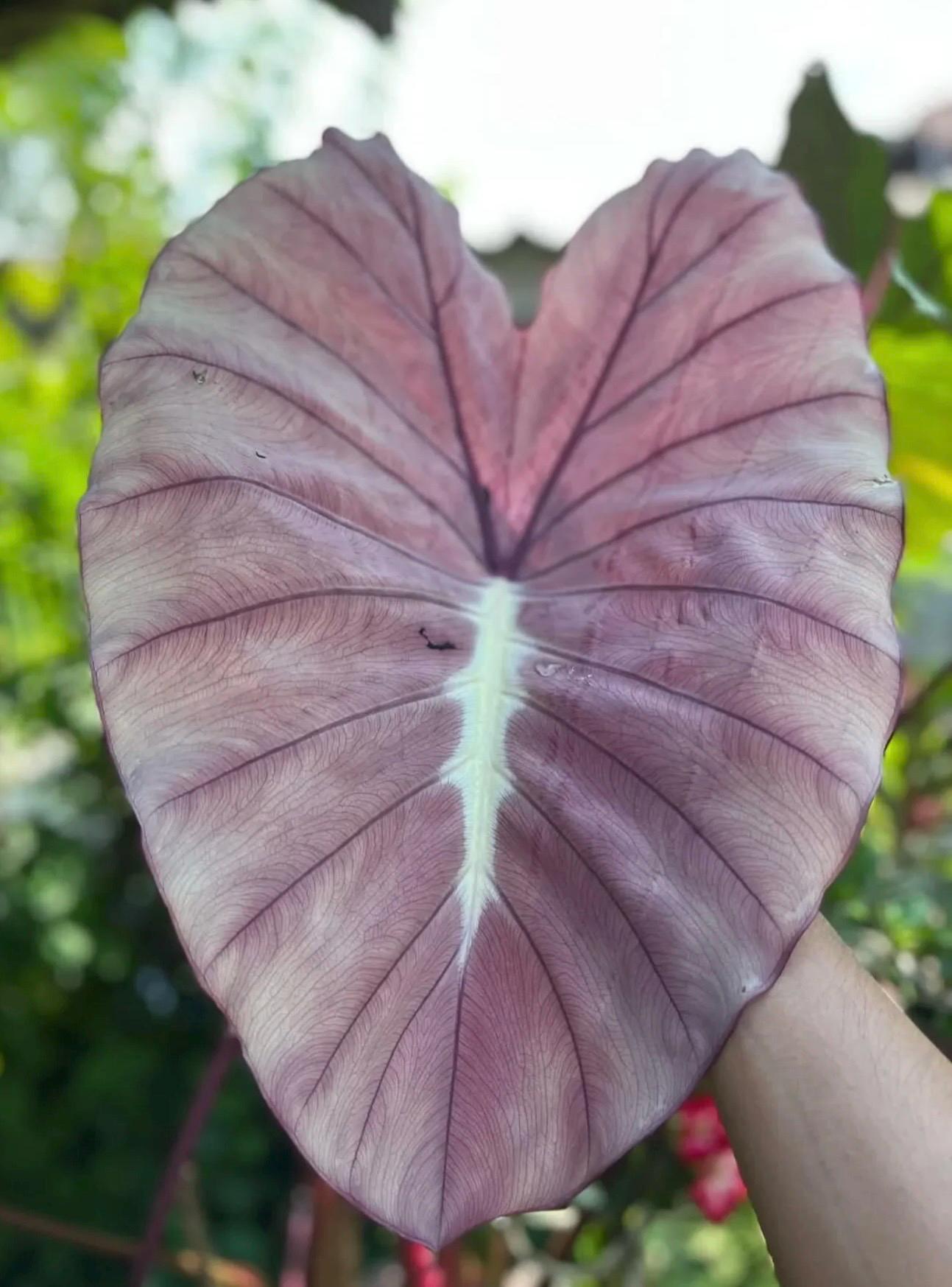 Alocasia nebula - Etsy 日本