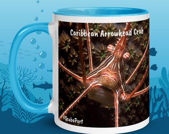 11oz, taza de cangrejo punta de flecha, animal submarino, té de café, foto de vida marina, fotografía de buceo, Caribe, Stenorhynchis seticornis
