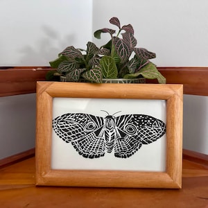 Puede incluir: Una impresión enmarcada de una mariposa en blanco y negro con intrincados patrones en las alas. La obra de arte se muestra en un marco de madera marrón claro. Una pequeña planta en maceta con hojas verdes y rosas está detrás del marco.