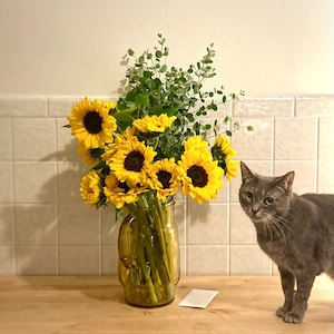 May include: A bouquet of yellow sunflowers in a clear glass vase with a grey cat sitting on a wooden surface.
