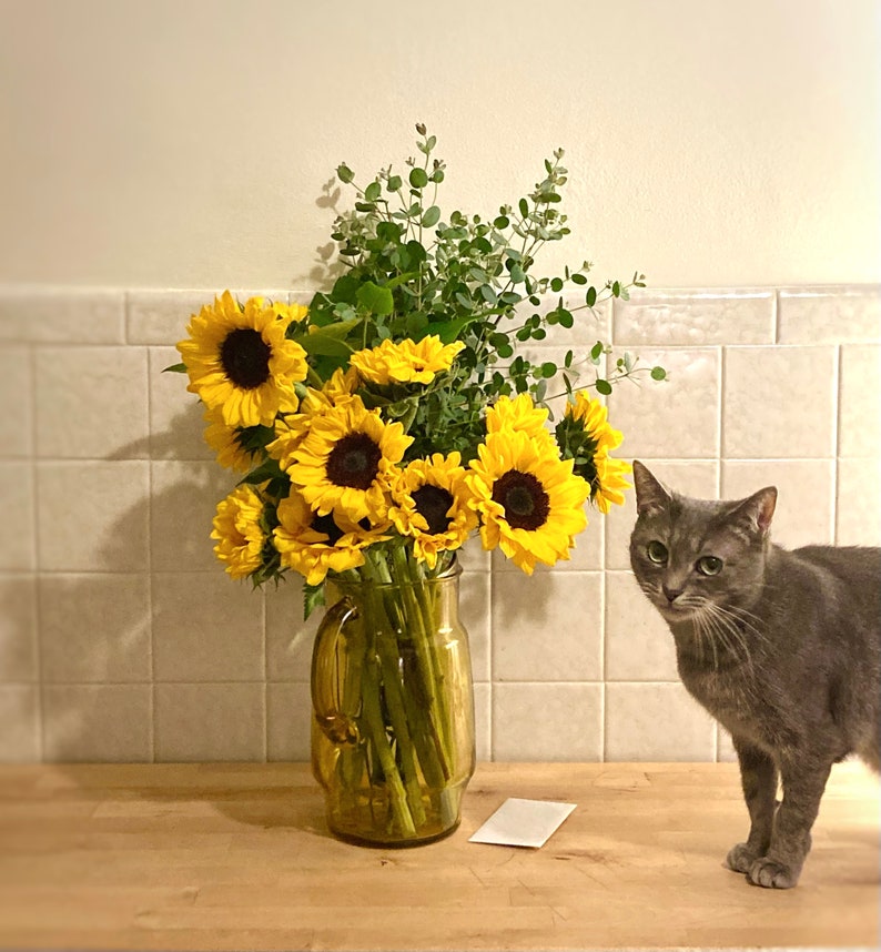 May include: A bouquet of yellow sunflowers in a clear glass vase with a grey cat sitting on a wooden surface.
