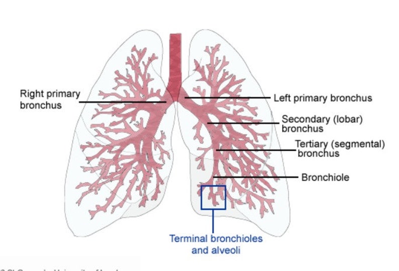 May include: Diagram of the human respiratory system, showing the branching of the bronchi and bronchioles from the trachea to the alveoli. The diagram is labeled with the names of the different parts of the respiratory system, including the right primary bronchus, left primary bronchus, secondary bronchus, tertiary bronchus, and bronchiole.