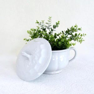 May include: A white ceramic container with a lid, holding green leafy plants. The container has a handle and a decorative, embossed design. The lid is oval-shaped with a branch-like handle. The arrangement sits on a white, textured surface.