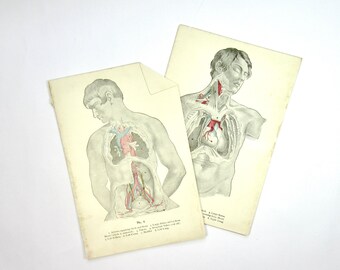 Antique Anatomy Diagrams, Hand Colored Book Plates of the Arteries of the Neck and Brain, Vintage Anatomical Diagrams