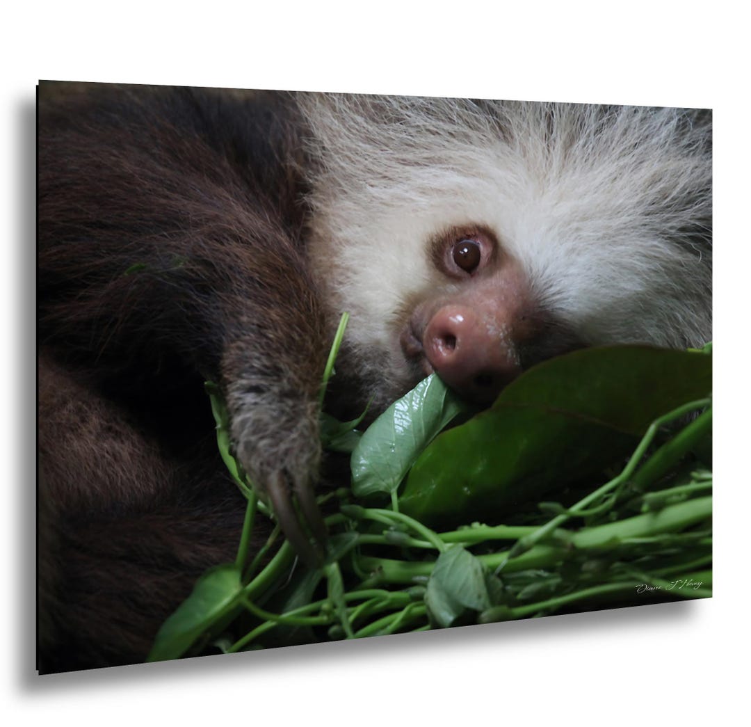 Sloth Eatng Baby Two-toed Sloth Eating Leaves – Costa Rica Wildlife Photograph - Etsy