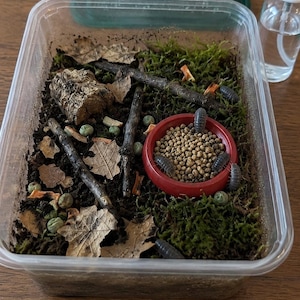 May include: A clear plastic enclosure containing soil, green moss, dried leaves, small twigs, and a red dish filled with brown pellets. Several grey isopods are crawling on the substrate and inside the dish. A green lid and a spray bottle are nearby.