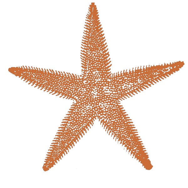 Starfish Stamp Etsy