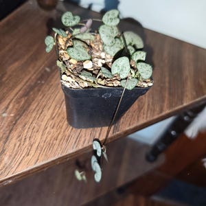 May include: A Ceropegia woodii plant, commonly known as a string of hearts, in a small black square plastic pot. The plant features thin, trailing stems with small, heart-shaped, variegated green and silver leaves growing from soil.