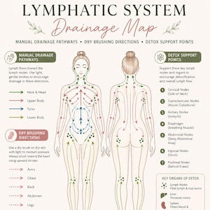 May include: A detailed diagram of the lymphatic system, illustrating drainage pathways and detox support points. The illustration shows the human body with arrows indicating lymph flow directions, key nodes, and organs. Includes tips for supporting lymphatic health.