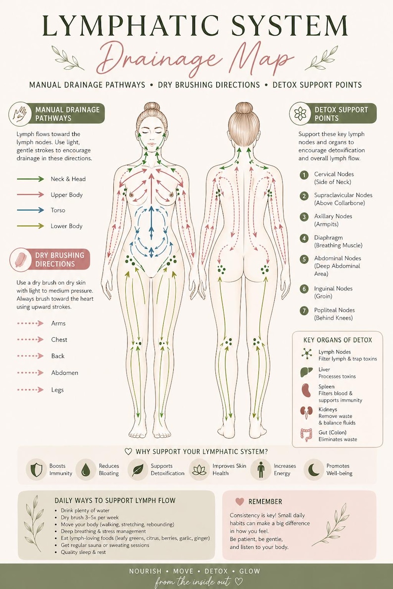 Lymphatic System Direction Lymphatic System Drainage Map | Dry Brushing Guide (digital Download ...