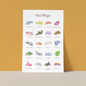 Sea Slugs