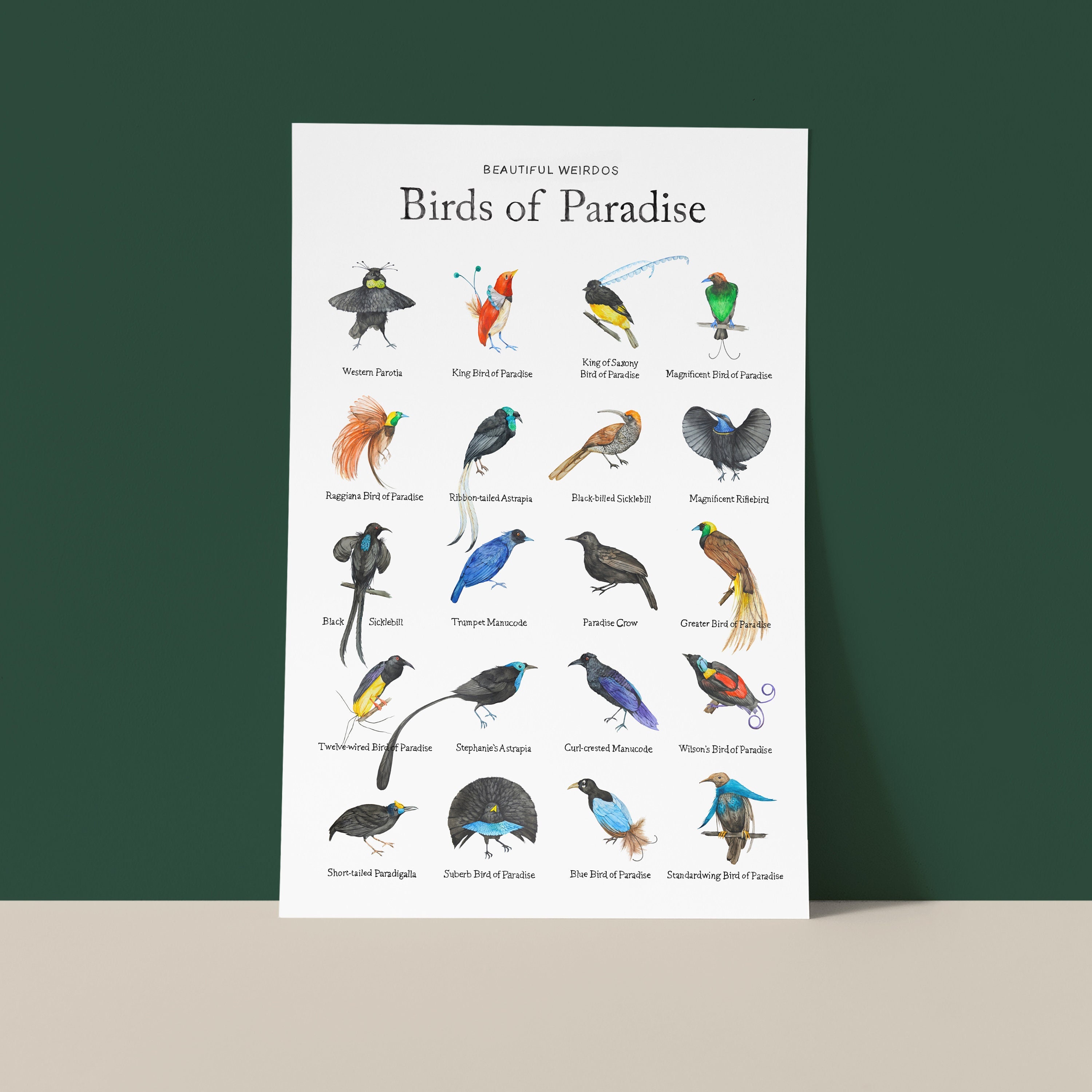 Paradise of Animals: Adult Coloring Book