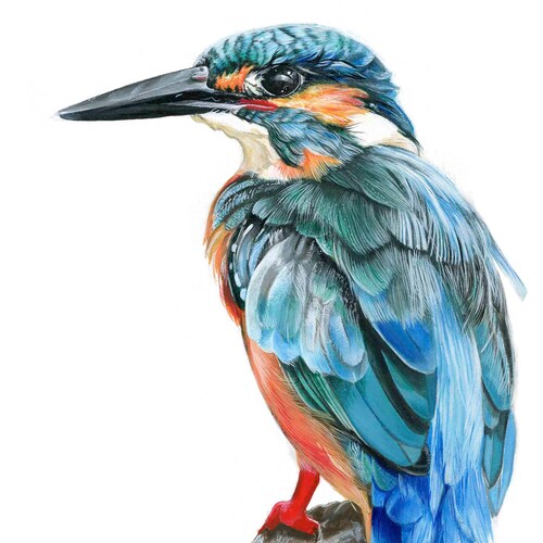 1891. Antique kingfisher print Bird wall decor Bird picture Bird wall art Vintage bird print Water kingfisher Gift for bird lovers