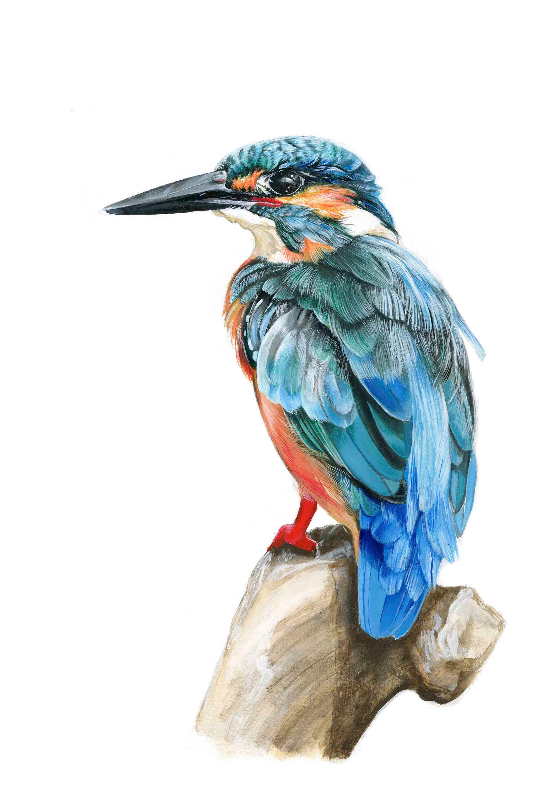 kingfisher art print illustration bird animal art bird etsy bird illustration