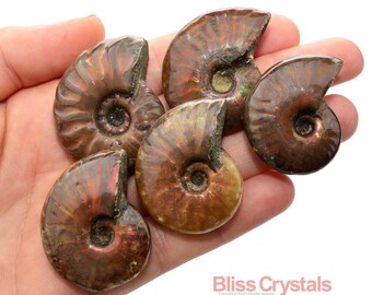 opal fossil etsy