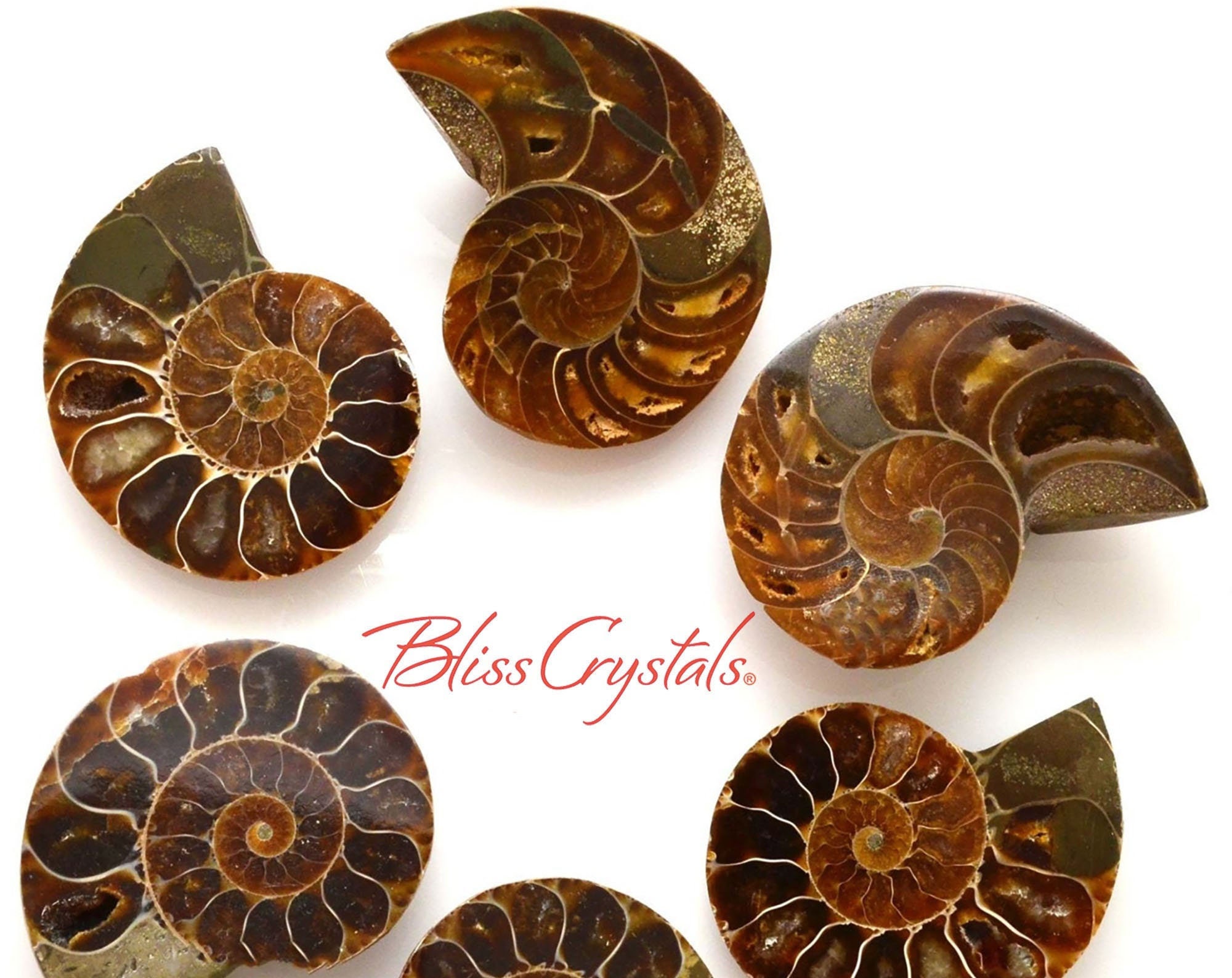 1 Pair Medium Ammonite Fossil Matching Set 25 30mm Nautilus Etsy