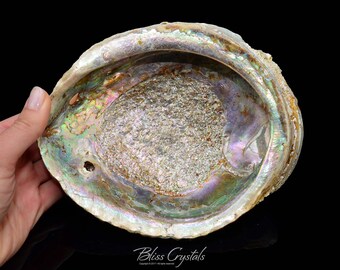 XL Sacred ABALONE SHELL Rustic Rough 7 inch+ for Smudging, Incense, Palo Santo, Herb Burning & Ritual Ceremony #SR02