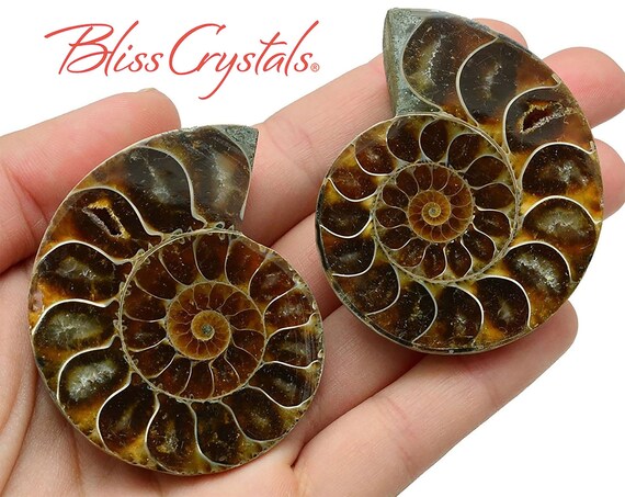 Pair Of Extra Large Ammonite Fossil Matching Set 45 60mm Etsy