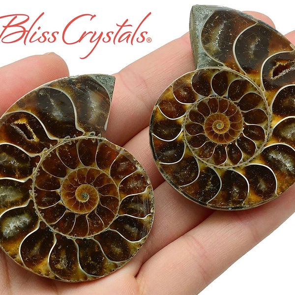 Pair of Extra Large AMMONITE FOSSIL Matching Set 45 - 60mm Nautilus Shell Mineral Specimen Slice #MR04