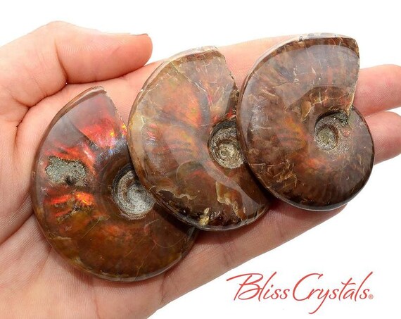 1 Xl Red Fire Ammonite Opalized Fossil Whole Shell Nautilus Etsy