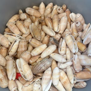 May include: A collection of numerous small, elongated olive shells in shades of beige, tan, and cream. The shells feature smooth, glossy surfaces with subtle mottled patterns and narrow, open apertures. A single small red object is visible.