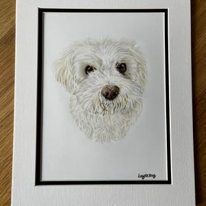May include: A detailed portrait of a fluffy white dog with dark eyes and a brown nose, rendered in a realistic style. The artwork is set within a black inner frame and a textured white mat board, featuring the artist signature Lucy Vickes.