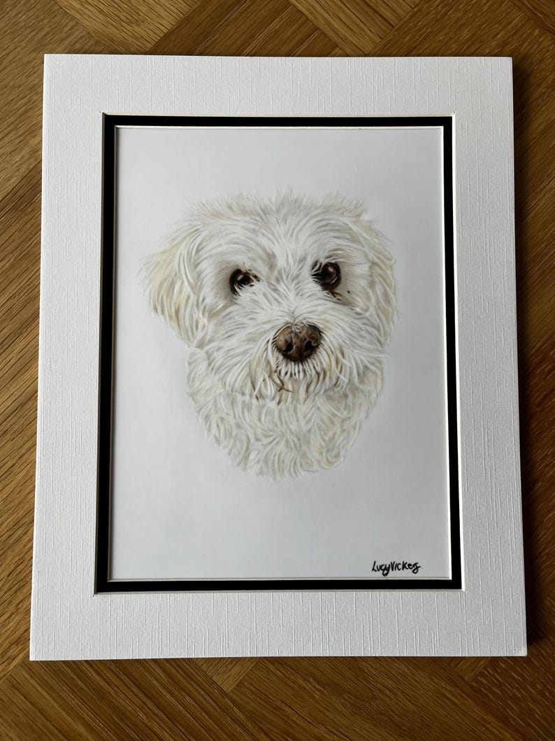 May include: A detailed portrait of a fluffy white dog with dark eyes and a brown nose, rendered in a realistic style. The artwork is set within a black inner frame and a textured white mat board, featuring the artist signature Lucy Vickes.