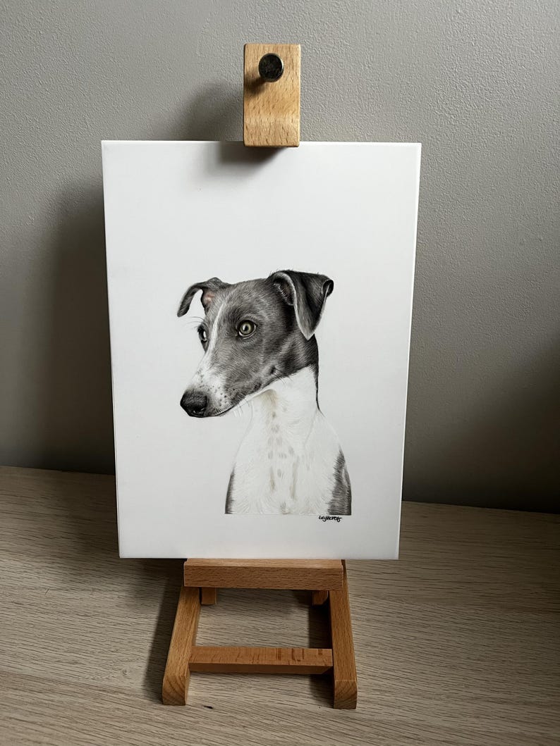 May include: A rectangular white print featuring a detailed charcoal and graphite drawing of an Italian Greyhound dog. The dog is shown from the chest up, facing left with dark grey ears and muzzle, and a white chest. A small signature is visible.