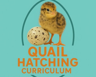 May include: A young quail chick with brown and yellow feathers stands beside a speckled egg on a teal background. The chick has orange feet. The text "QUAIL HATCHING CURRICULUM" is in orange below the egg and chick.