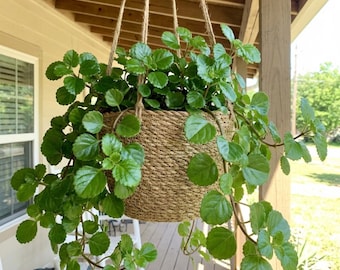 Green Swedish Ivy Plant Live, 8 - 10 Inc Tall, Trailing Indoor Houseplant for Hanging Basket, Patio and Home Decor