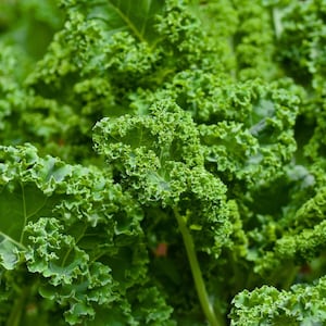 May include: Close-up of fresh, vibrant green kale leaves. The image showcases the textured, ruffled edges of the leaves, highlighting their natural, healthy appearance. The kale is densely packed, creating a lush, organic display.