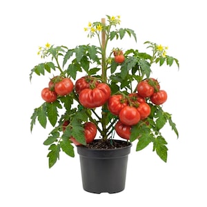 May include: A potted tomato plant with vibrant red tomatoes and green leaves. The plant is supported by a wooden stake and is in a black plastic pot. Yellow flowers are visible at the top of the plant. The tomatoes appear ripe and ready for harvest.